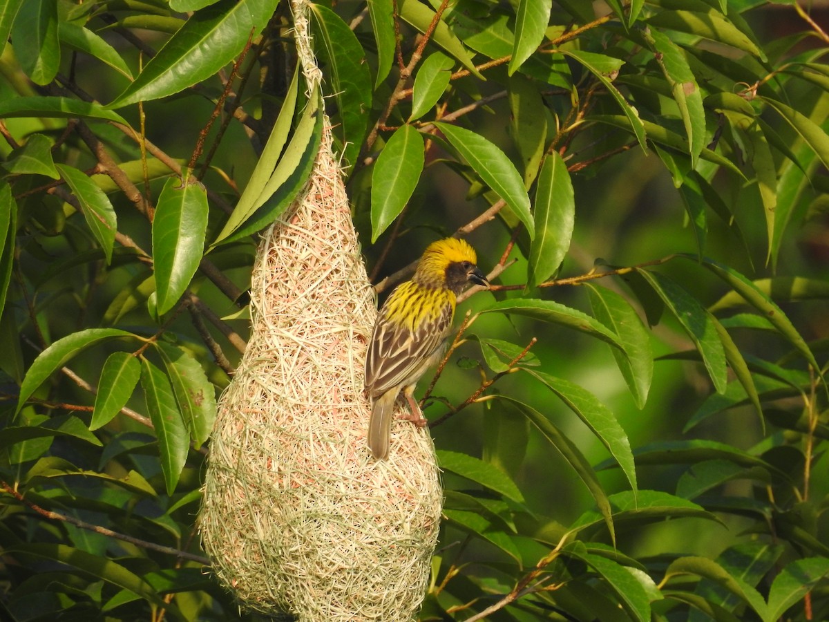 Baya Weaver - Ashwin Viswanathan