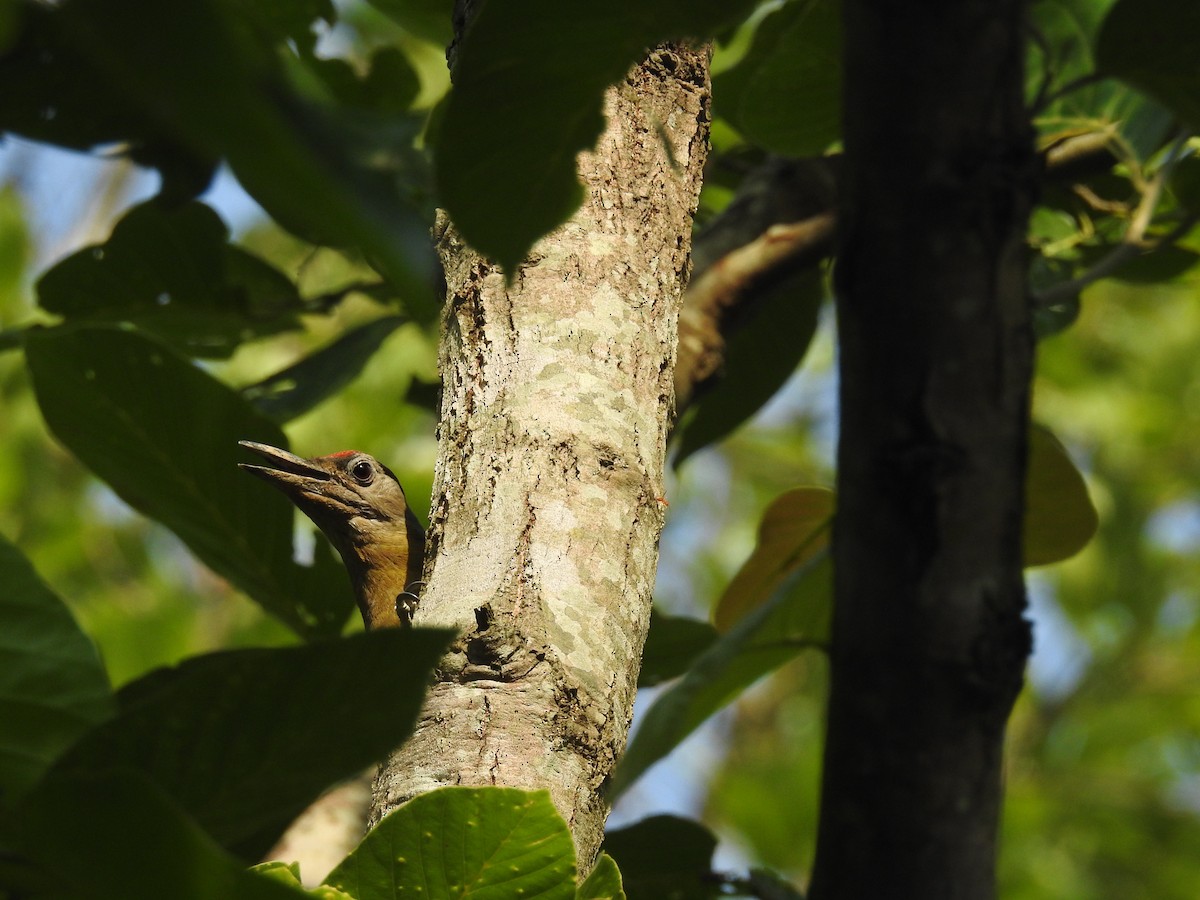 Gray-headed Woodpecker - Ashwin Viswanathan