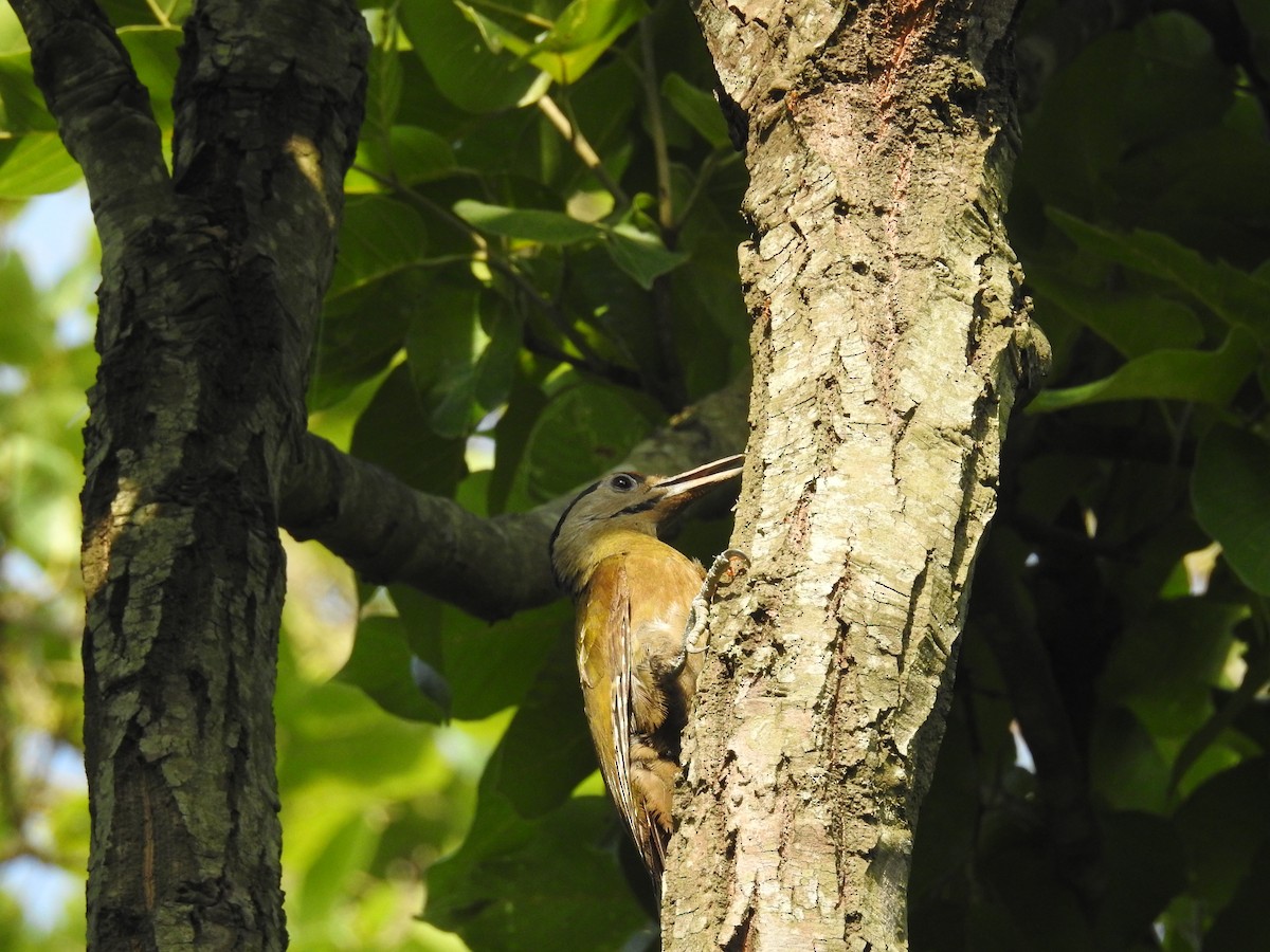 Gray-headed Woodpecker - Ashwin Viswanathan