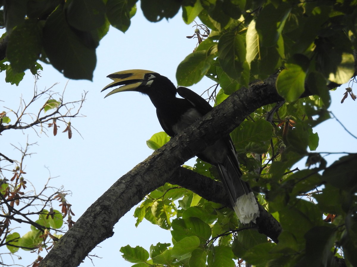 Oriental Pied-Hornbill - ML166918961