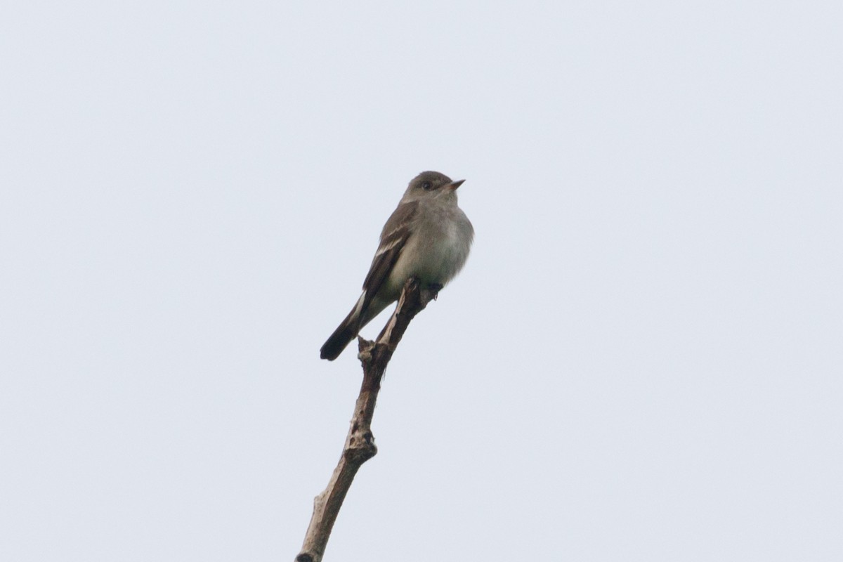 Western Wood-Pewee - Audrey Addison