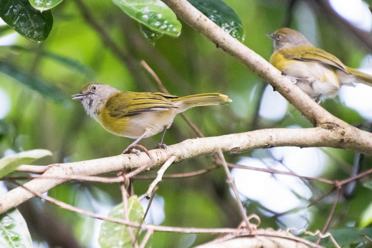 Lemon-chested Greenlet - Luiz Carlos Ramassotti