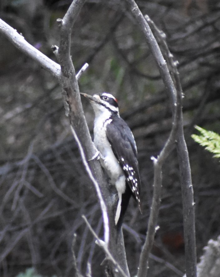 Hairy Woodpecker - ML166920561