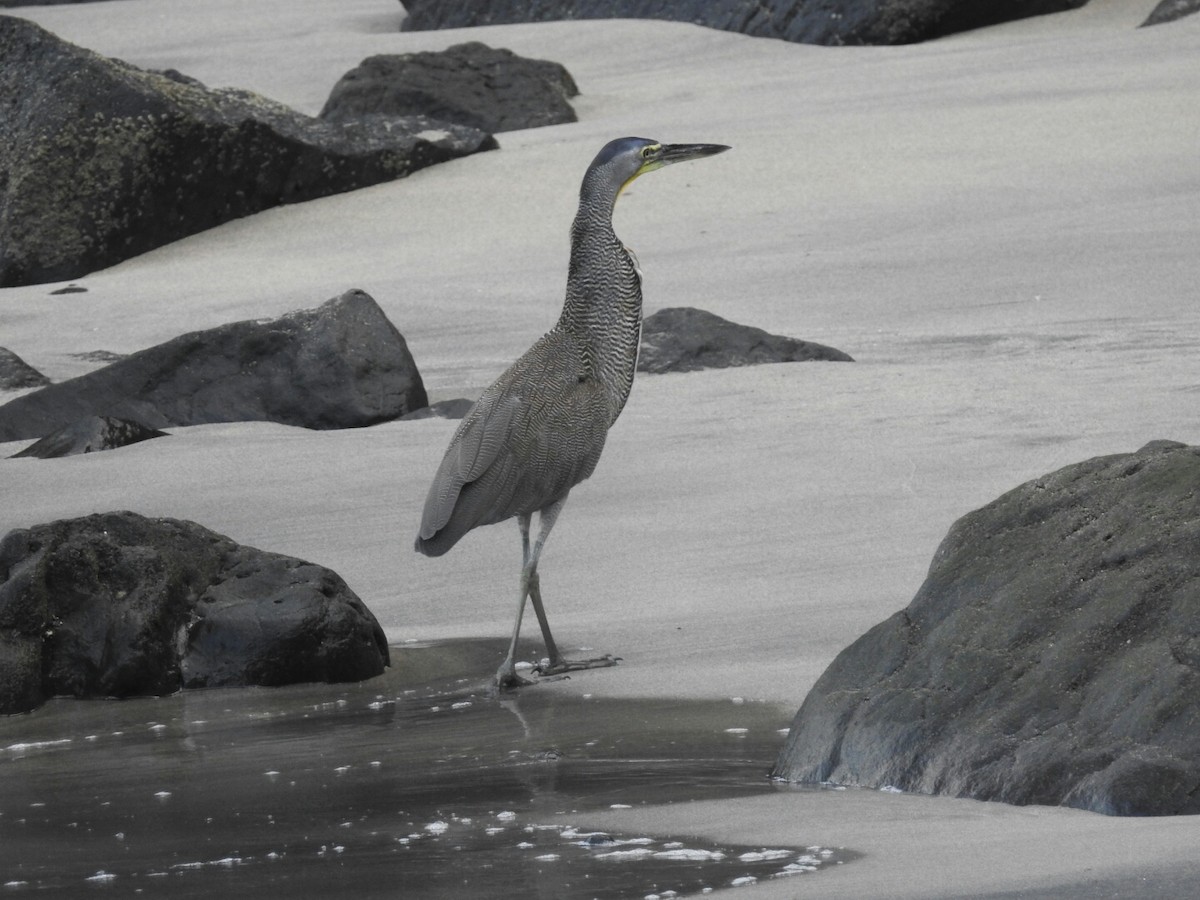 Bare-throated Tiger-Heron - ML166921841