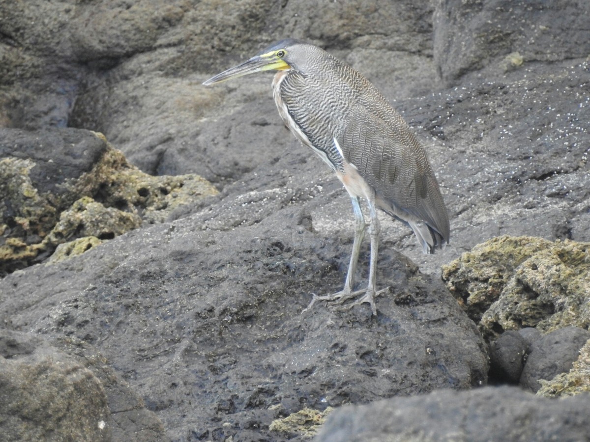 Bare-throated Tiger-Heron - ML166921901