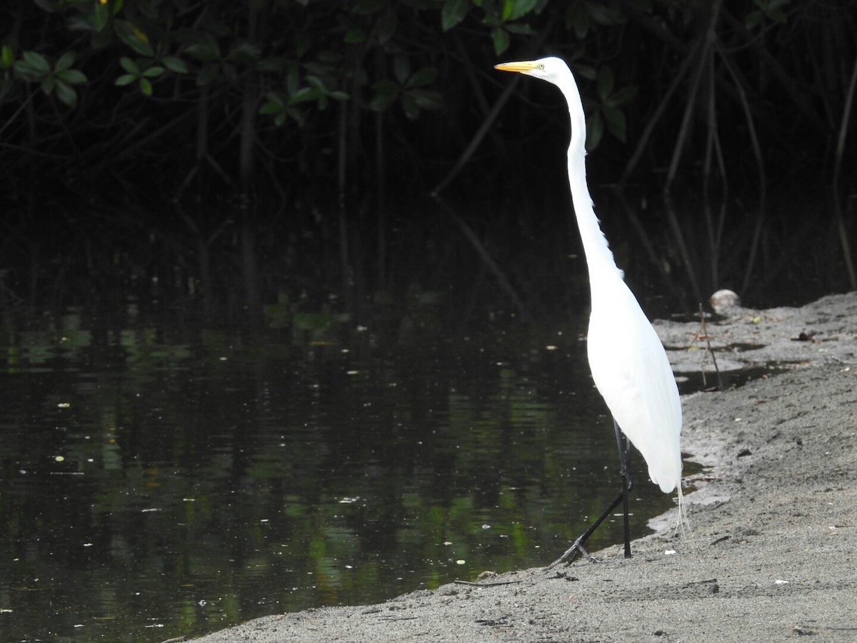 Great Egret - ML166921961