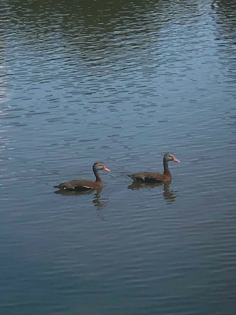 Black-bellied Whistling-Duck - ML166922161