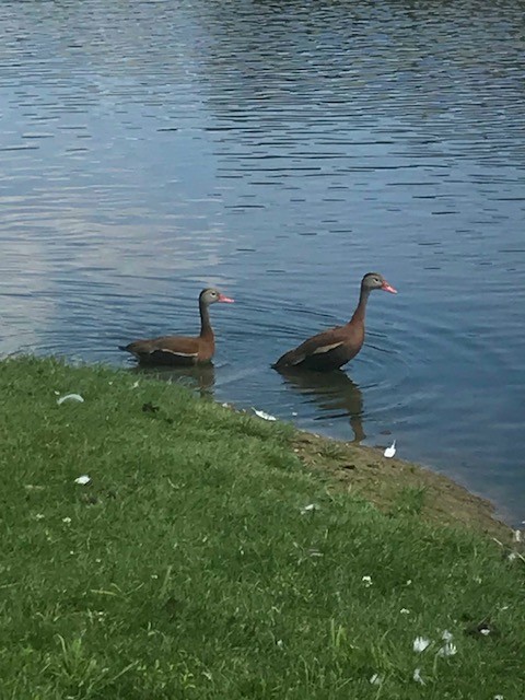 Dendrocygne à ventre noir - ML166922171