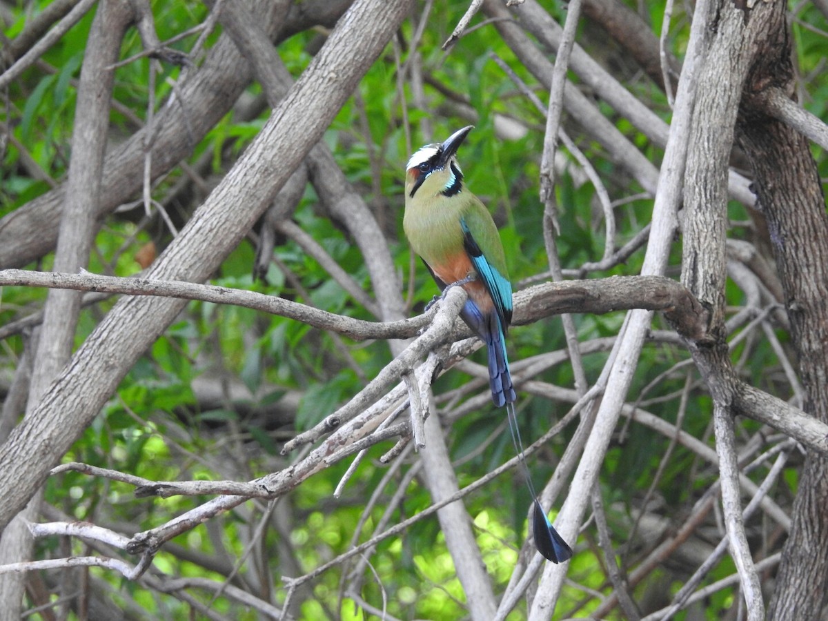 Turquoise-browed Motmot - ML166922211