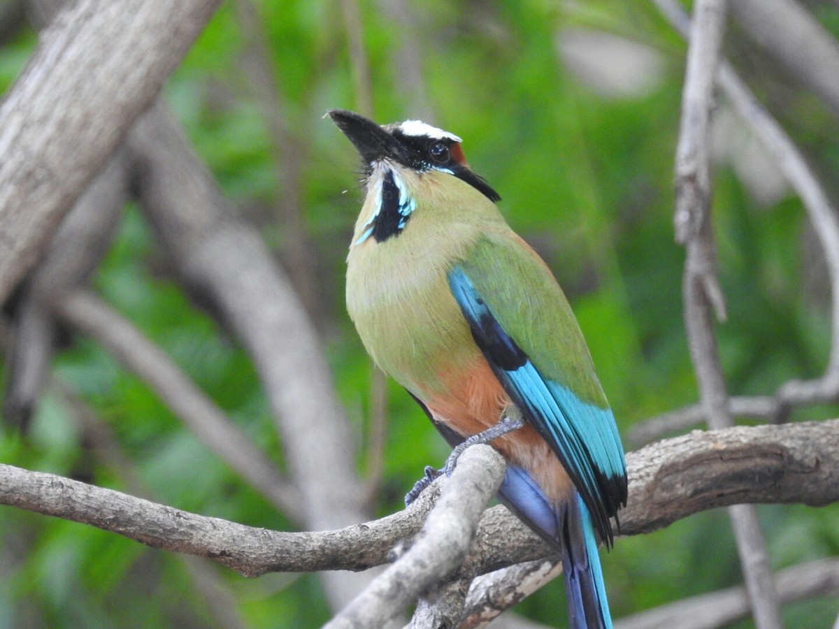 Turquoise-browed Motmot - ML166922271