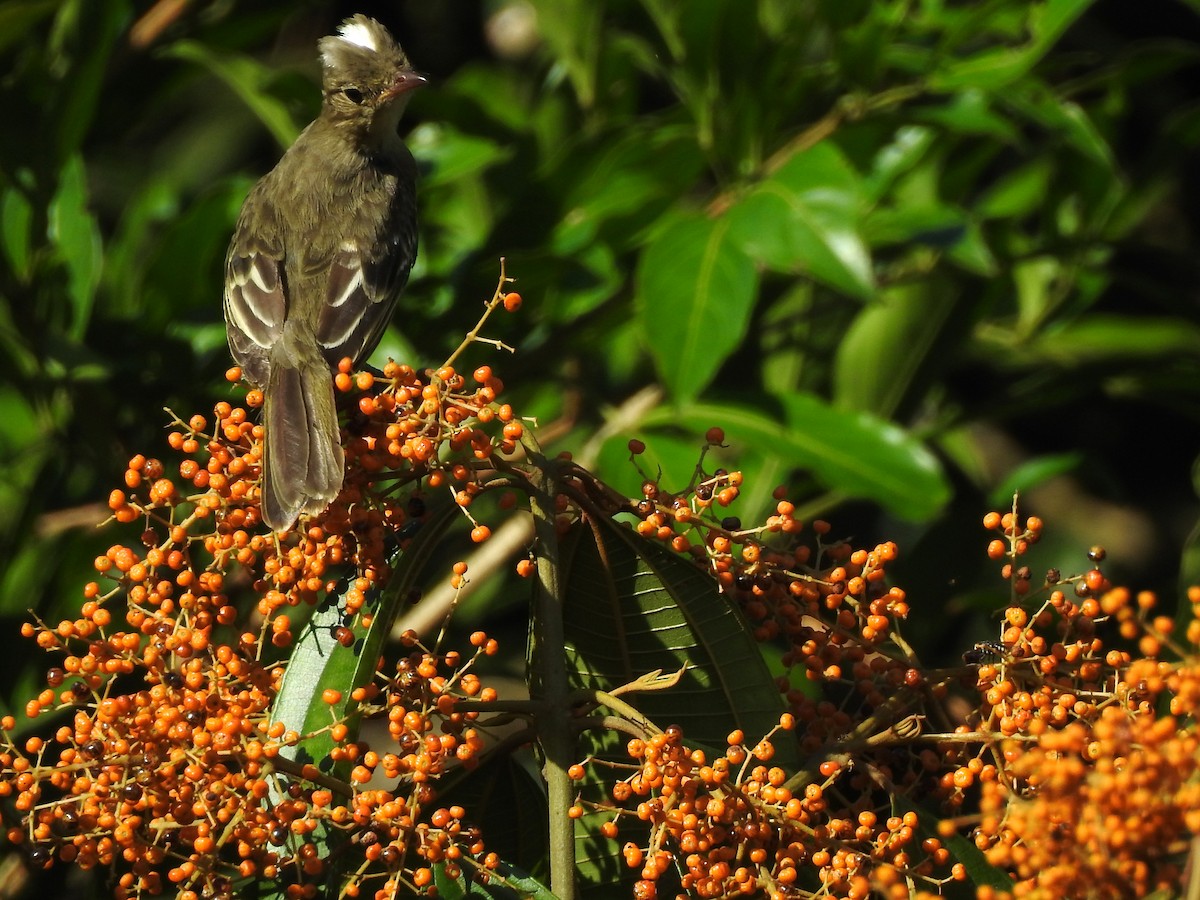 Lesser Elaenia - Amadeo Perdomo Rojas