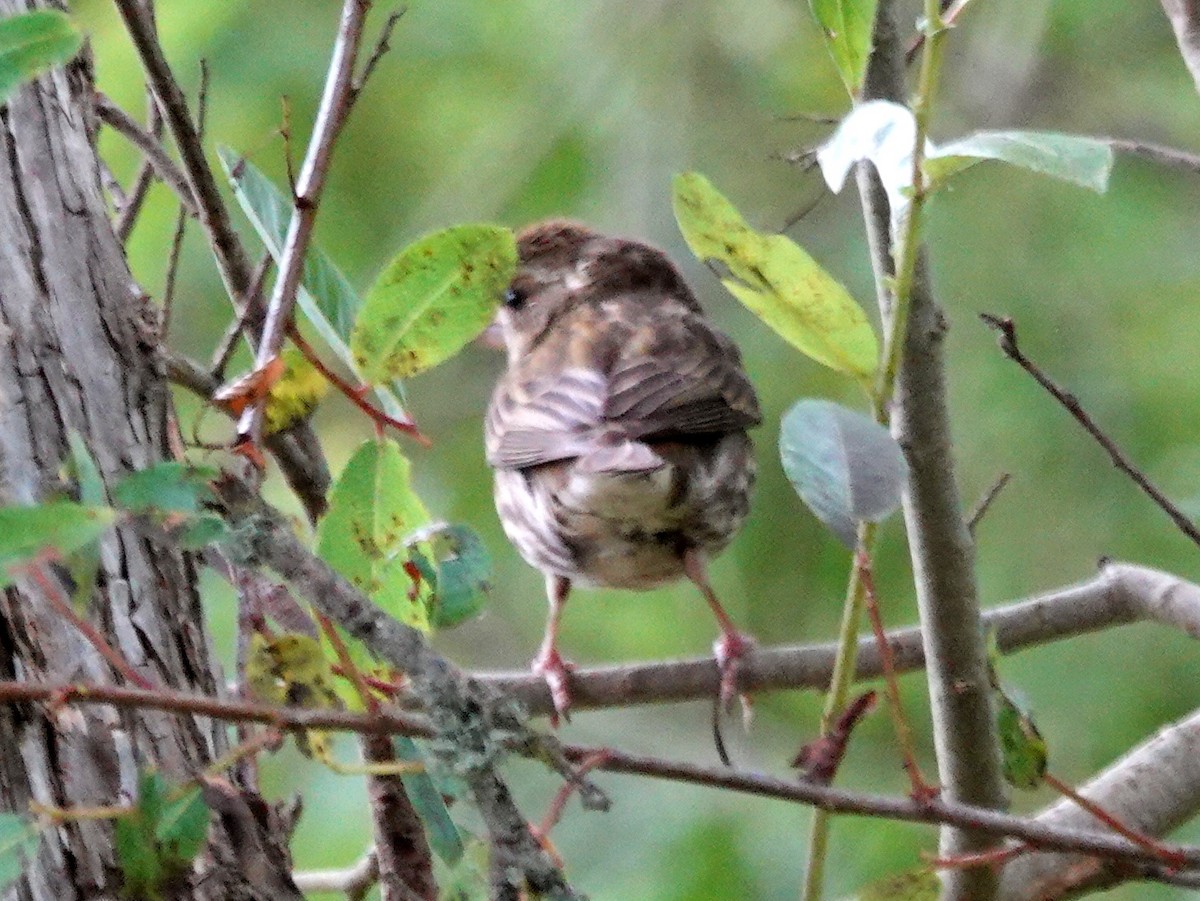 Purple Finch - ML166923301