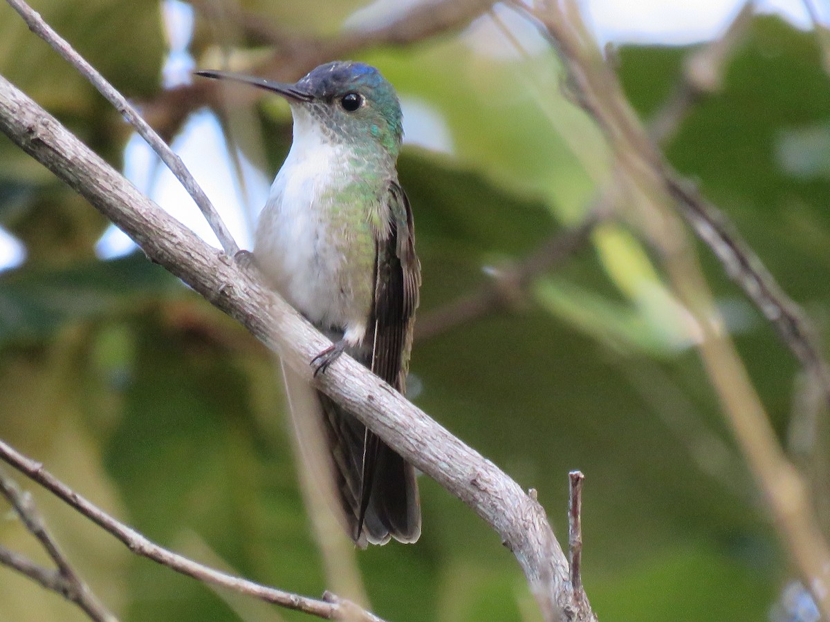 Azure-crowned Hummingbird - Hermes Vega