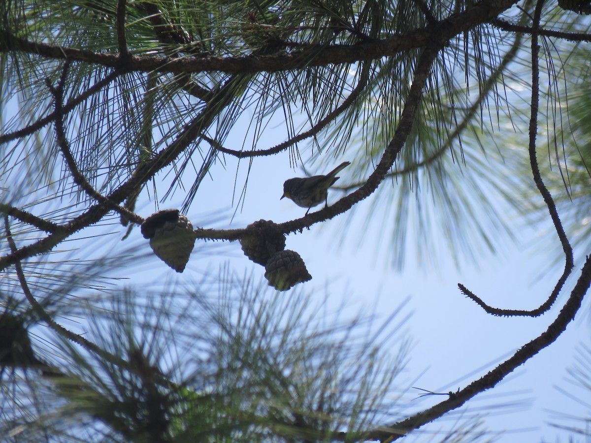 Grace's Warbler - ML166925061