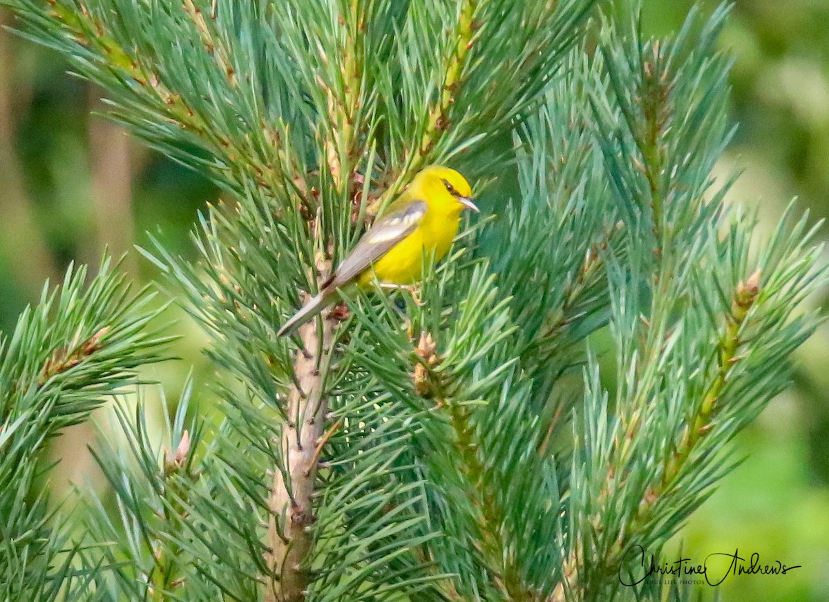 Blue-winged Warbler - Christine Andrews