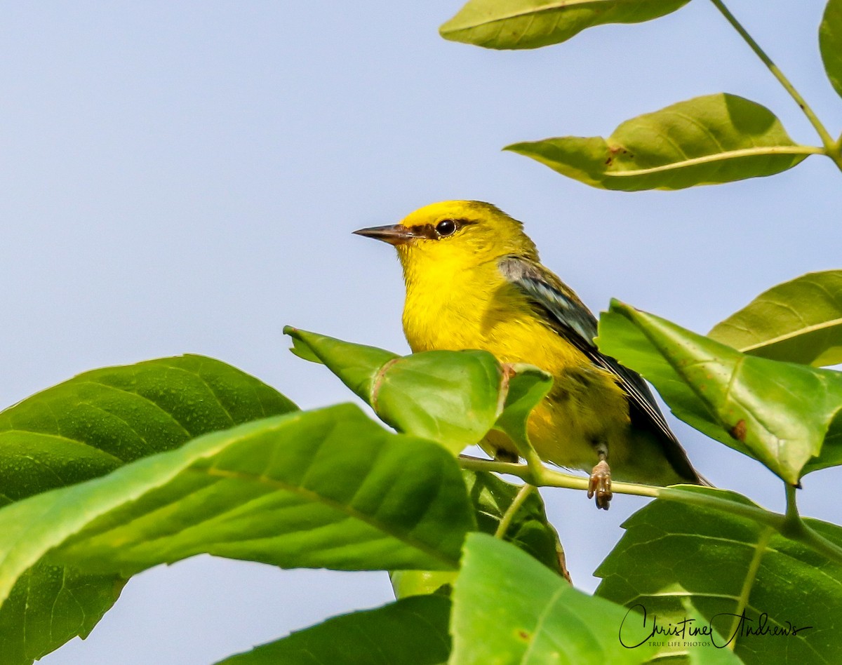 blåvingeparula - ML166926191