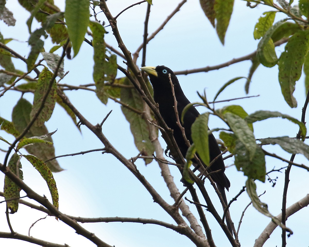 Scarlet-rumped Cacique (Subtropical) - Myles McNally