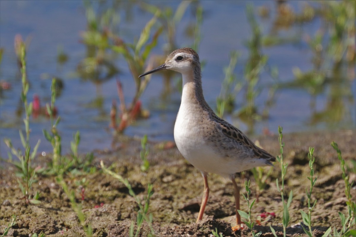 Wilson's Phalarope - Chuck Gates