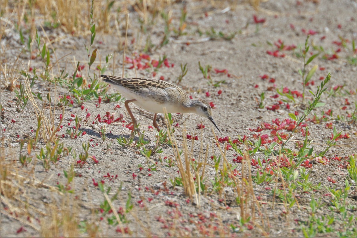 Wilson's Phalarope - Chuck Gates