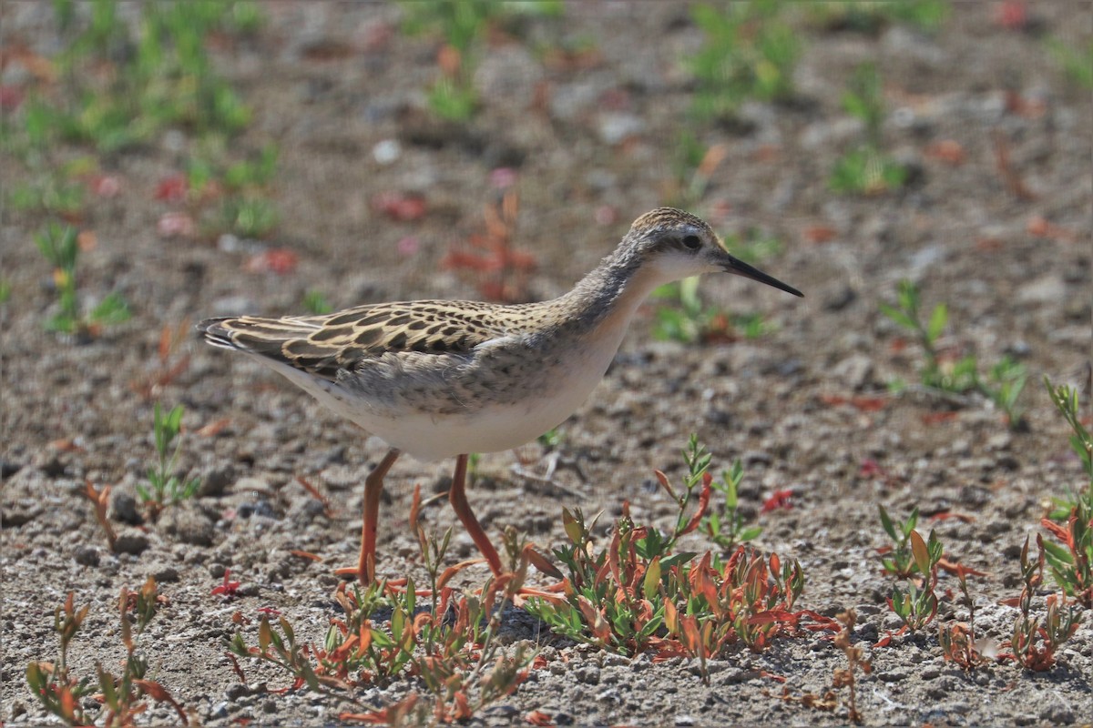 Wilson's Phalarope - Chuck Gates