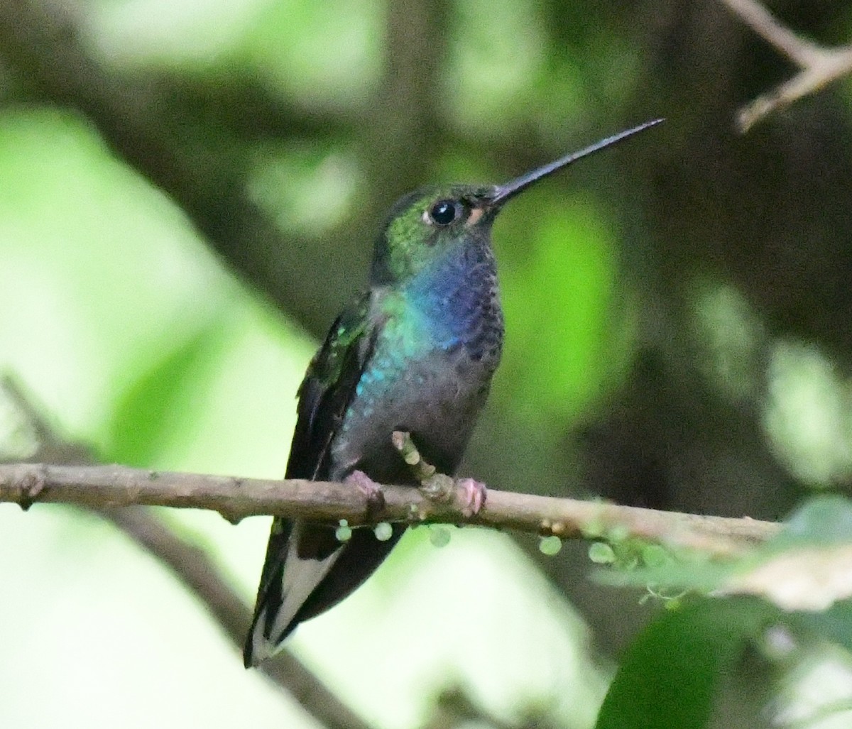 kolibřík zelenohřbetý - ML166928811