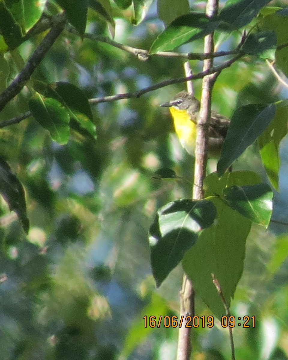 Yellow-breasted Chat - ML166928901