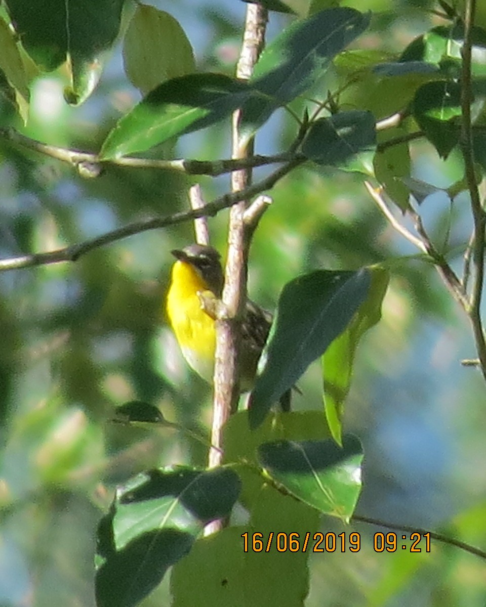 Yellow-breasted Chat - ML166928911