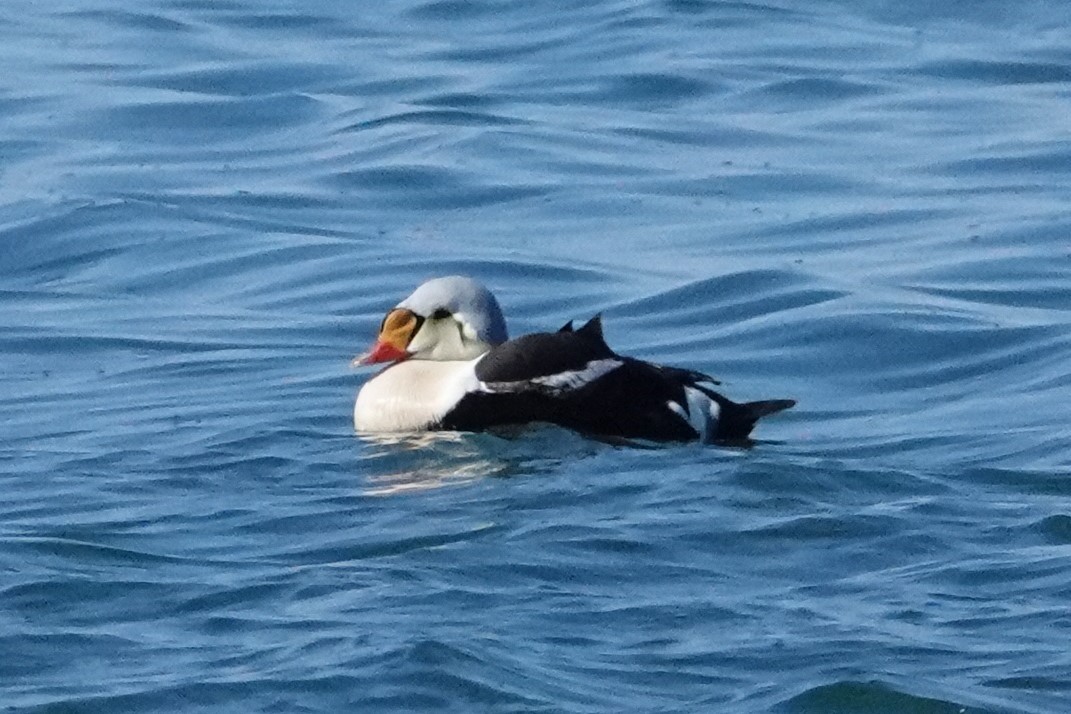 King Eider - ML166930081