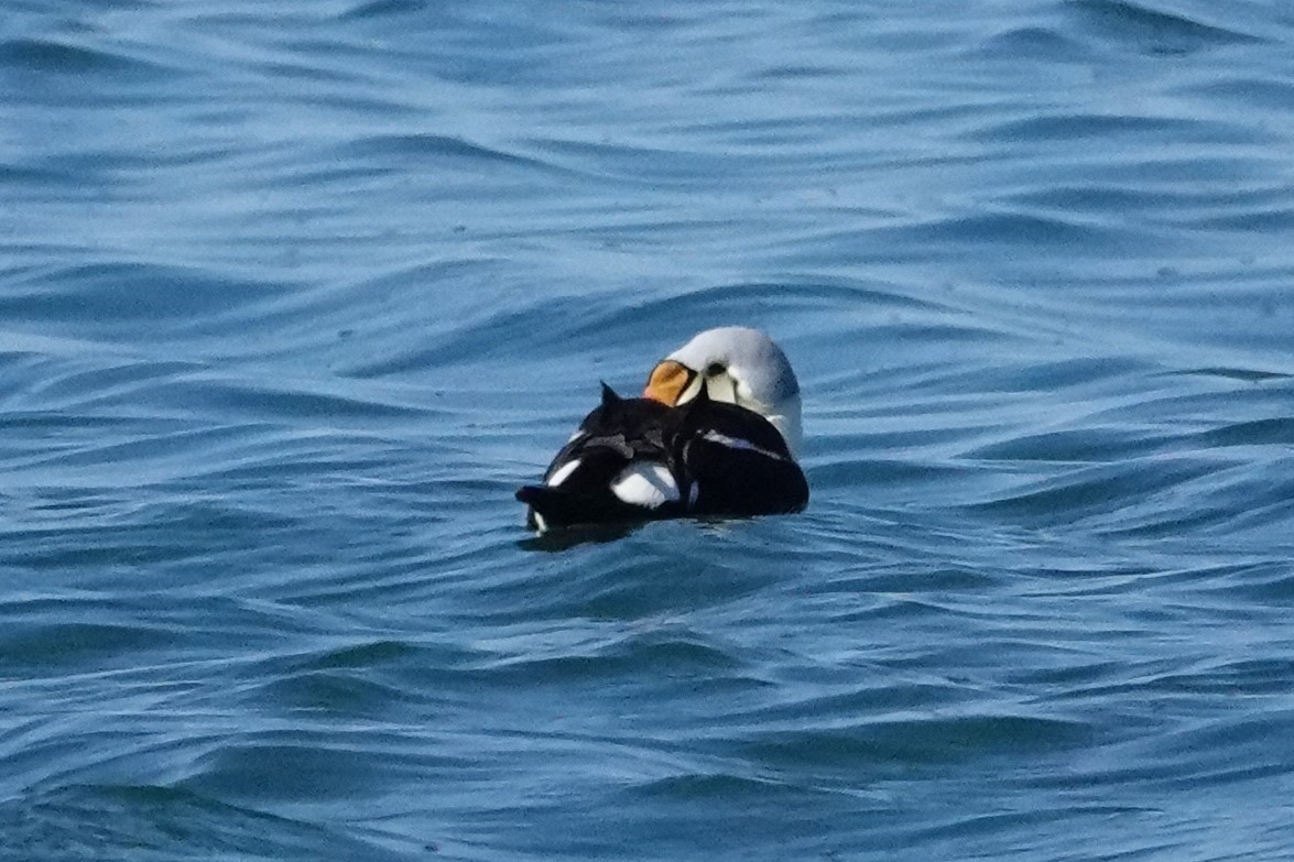 King Eider - ML166930111