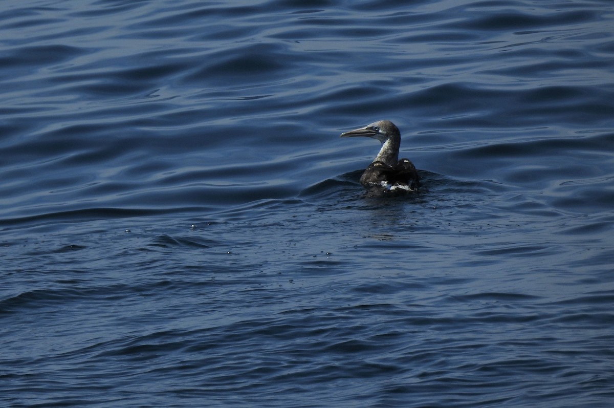 Northern Gannet - Heath Harlan