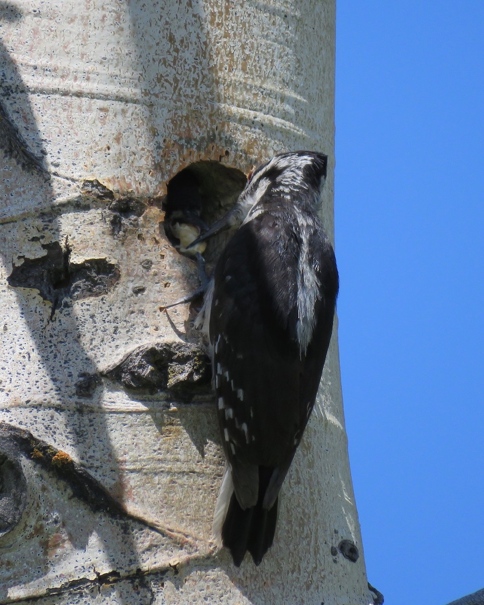 Hairy Woodpecker - ML166930281