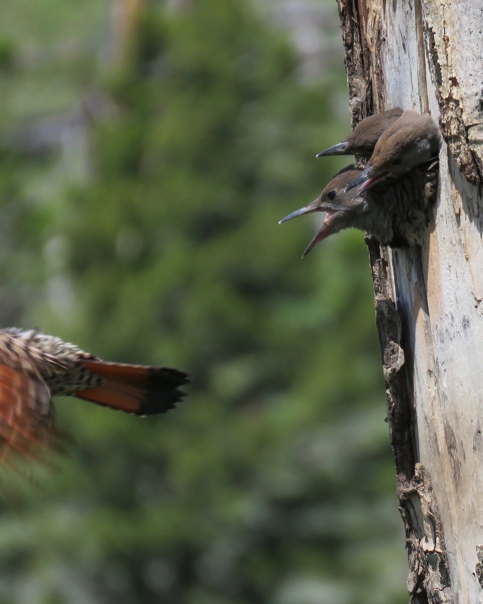Northern Flicker (Red-shafted) - ML166930301