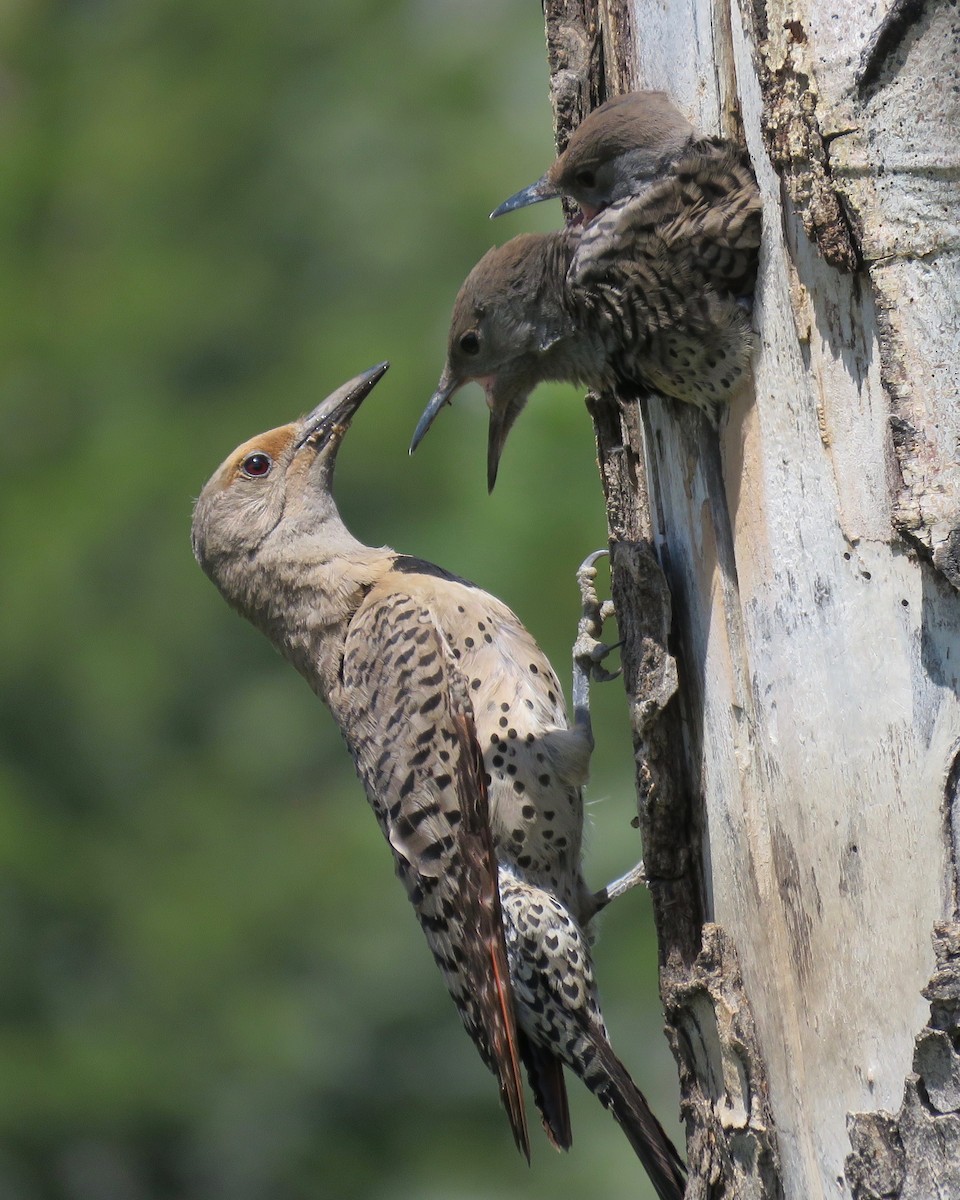 Northern Flicker (Red-shafted) - ML166930361