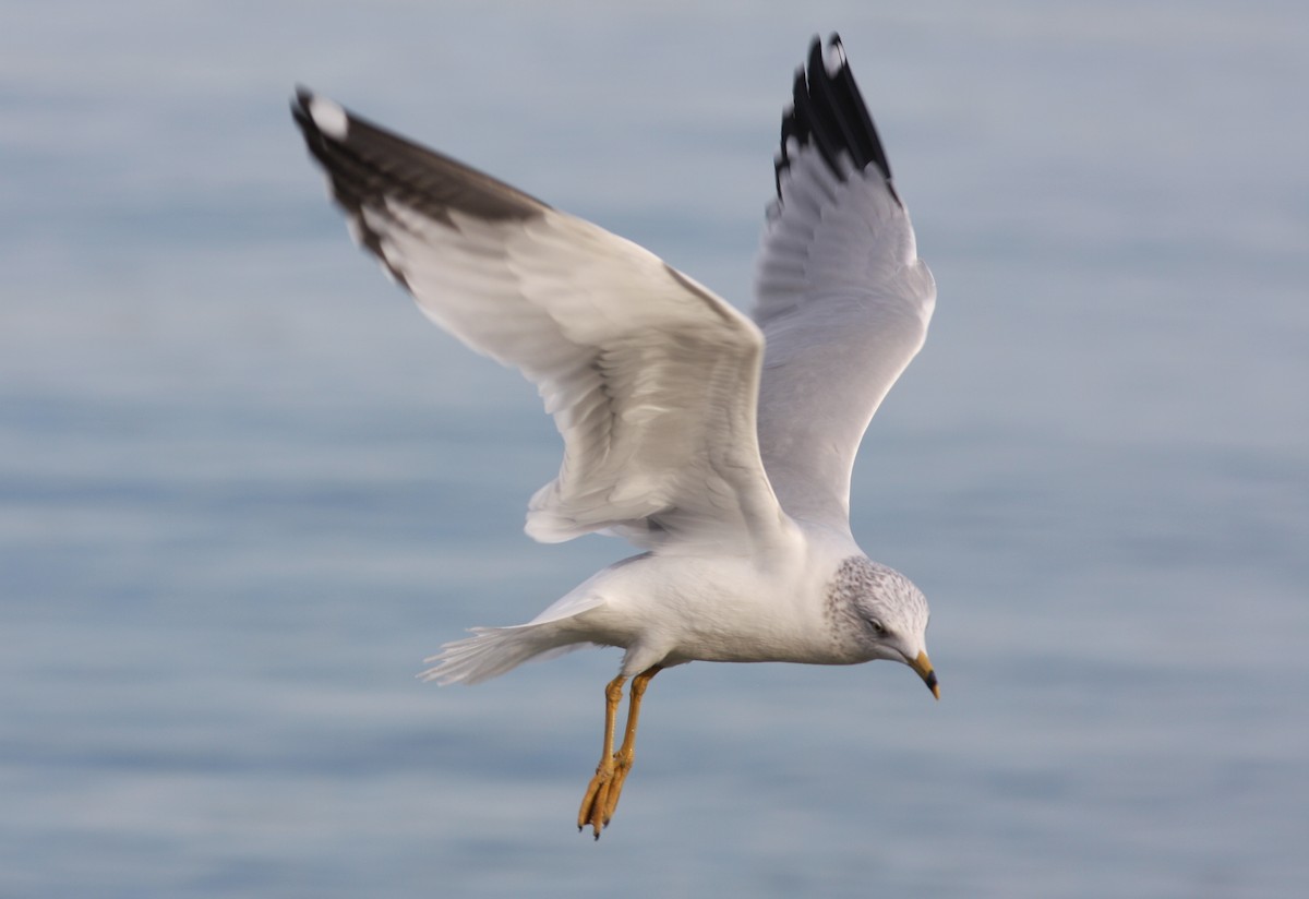 Ring-billed Gull - ML166930951