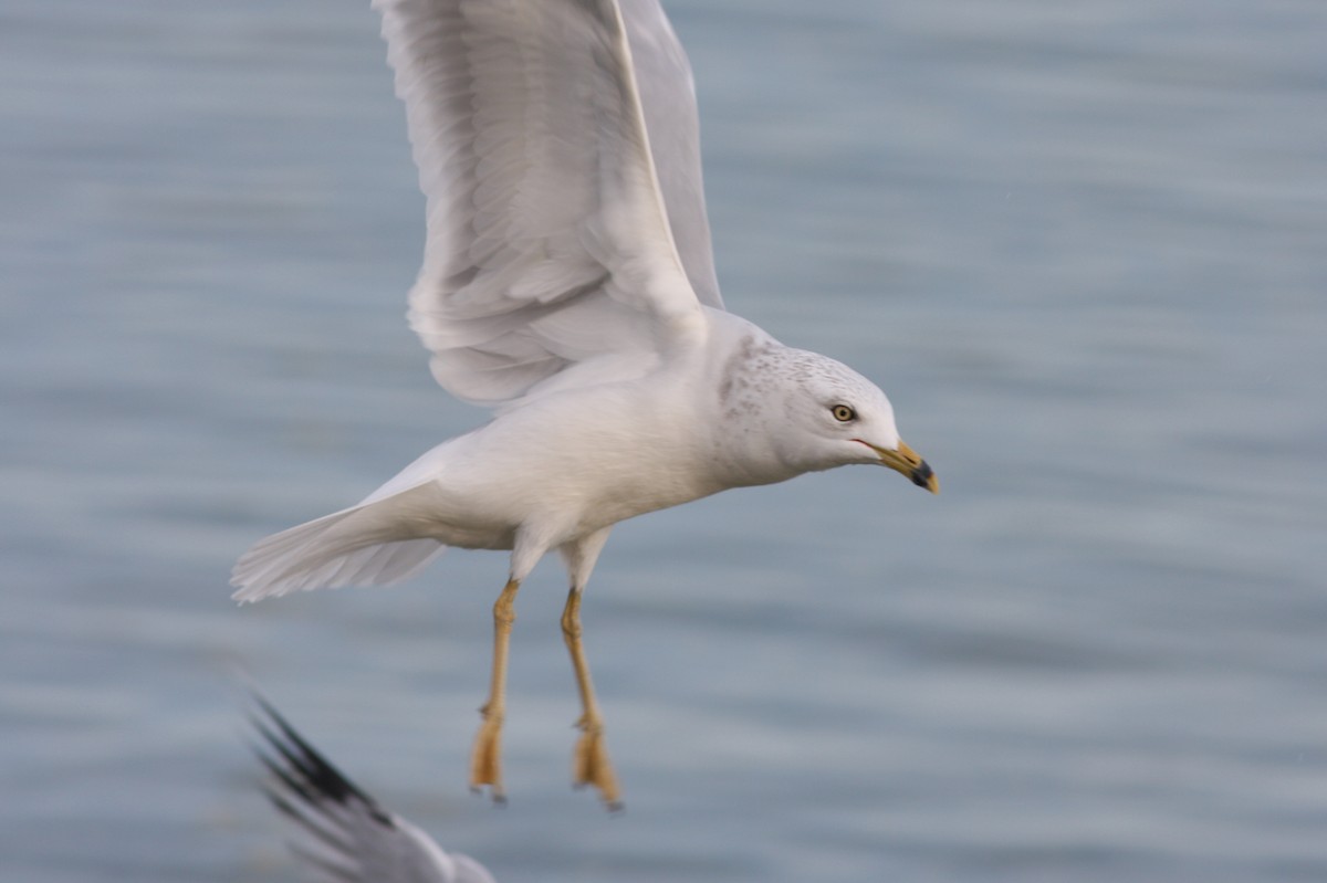 Ring-billed Gull - ML166930971