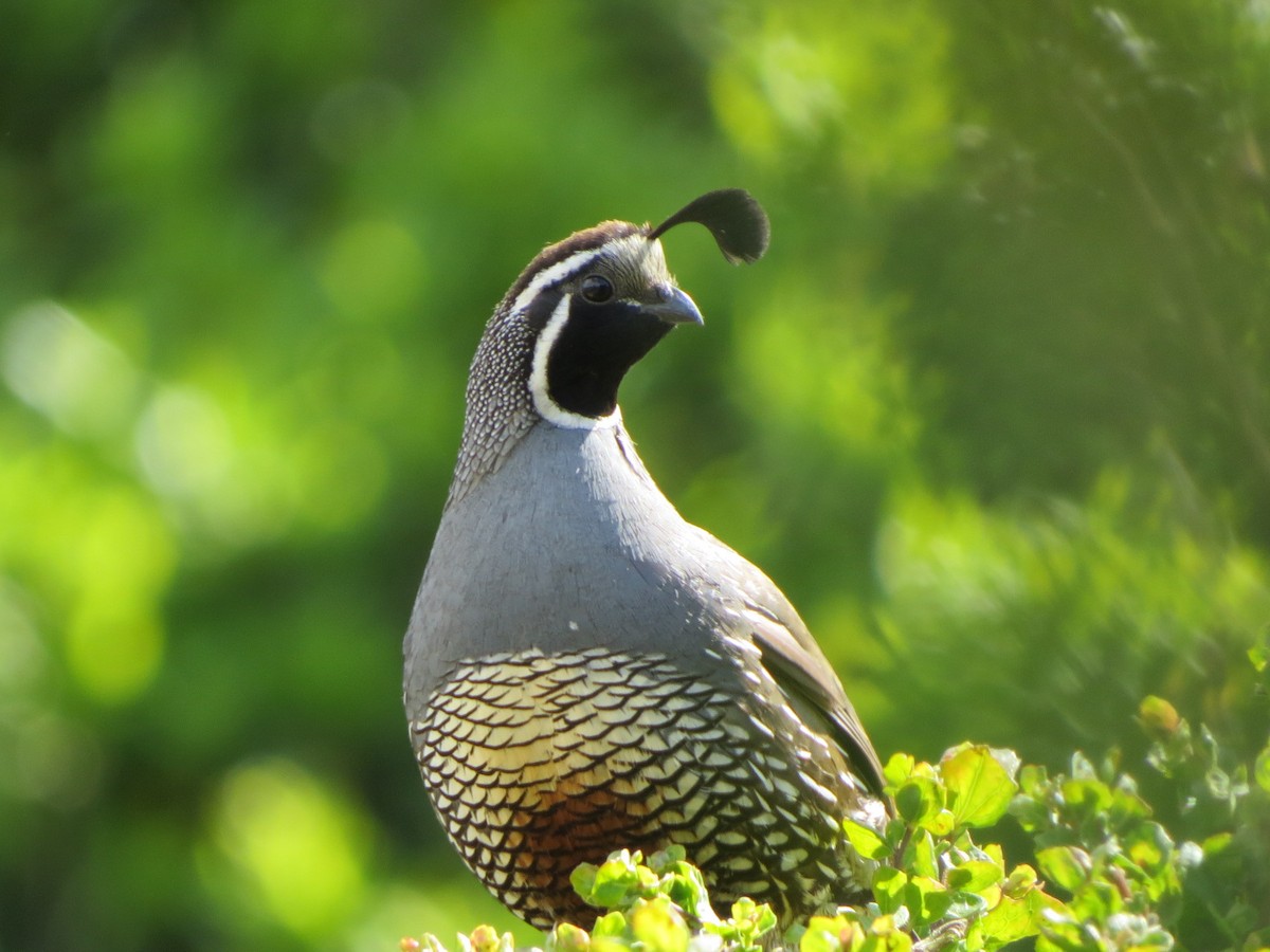 California Quail - Garth Harwood