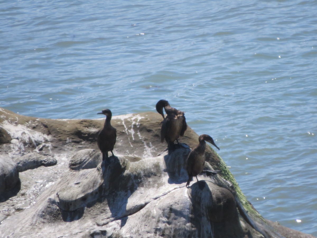 Brandt's Cormorant - Garth Harwood