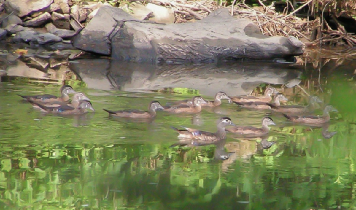 Wood Duck - ML166933561