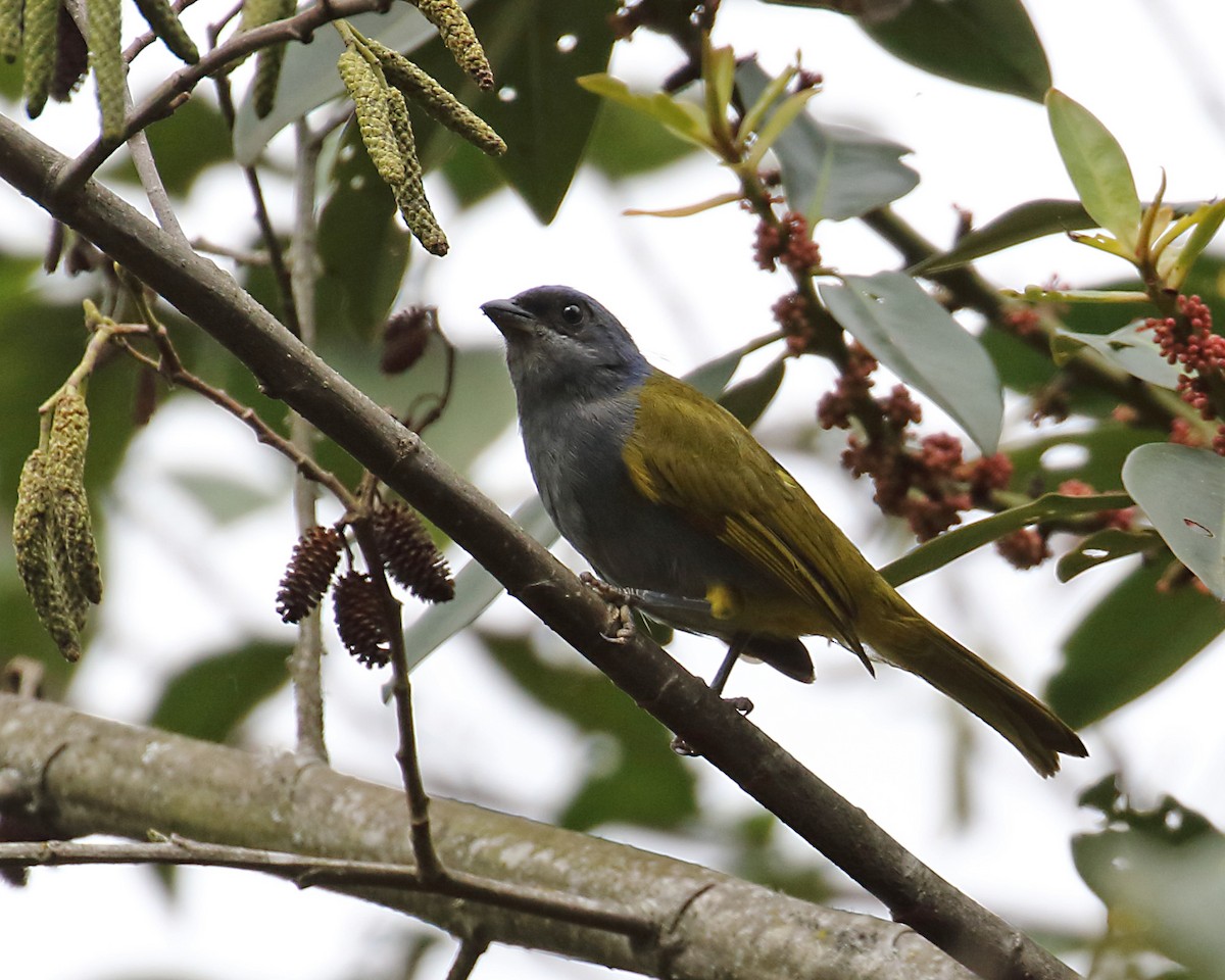 Blue-capped Tanager - ML166934721