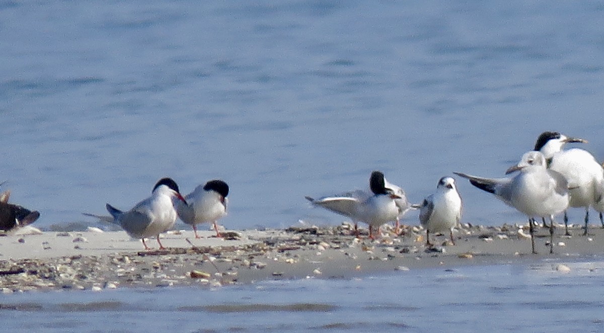 Common Tern - ML166934731