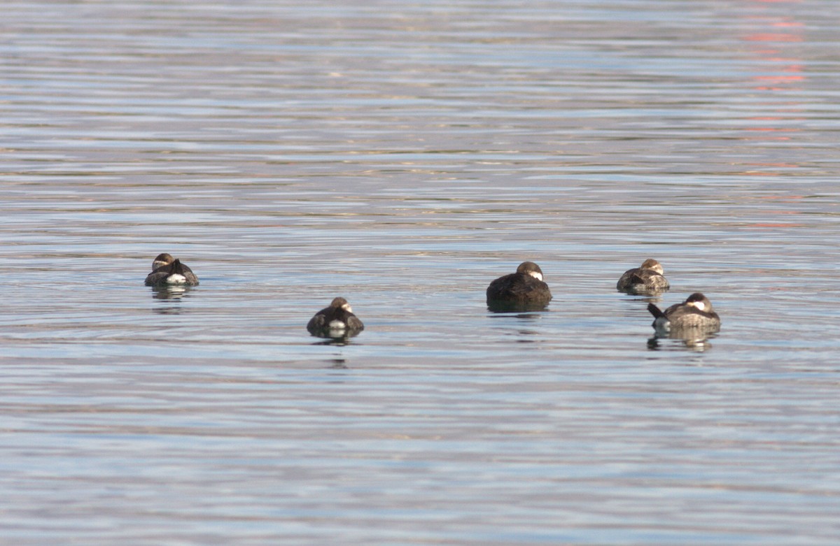 Black Scoter - ML166935161