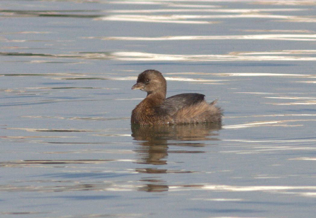 Pied-billed Grebe - ML166936051