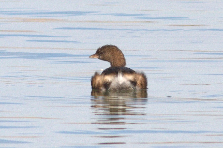 Pied-billed Grebe - ML166936081