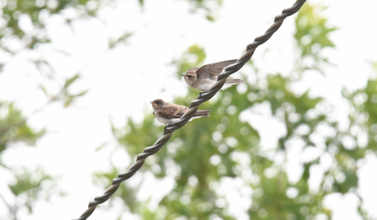 Northern Rough-winged Swallow - ML166937101