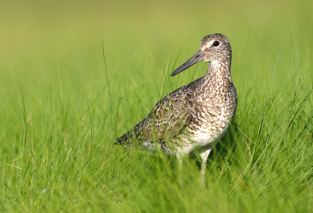 Willet (Eastern) - ML166939441