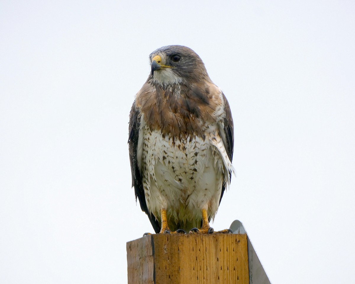 Swainson's Hawk - ML166939821