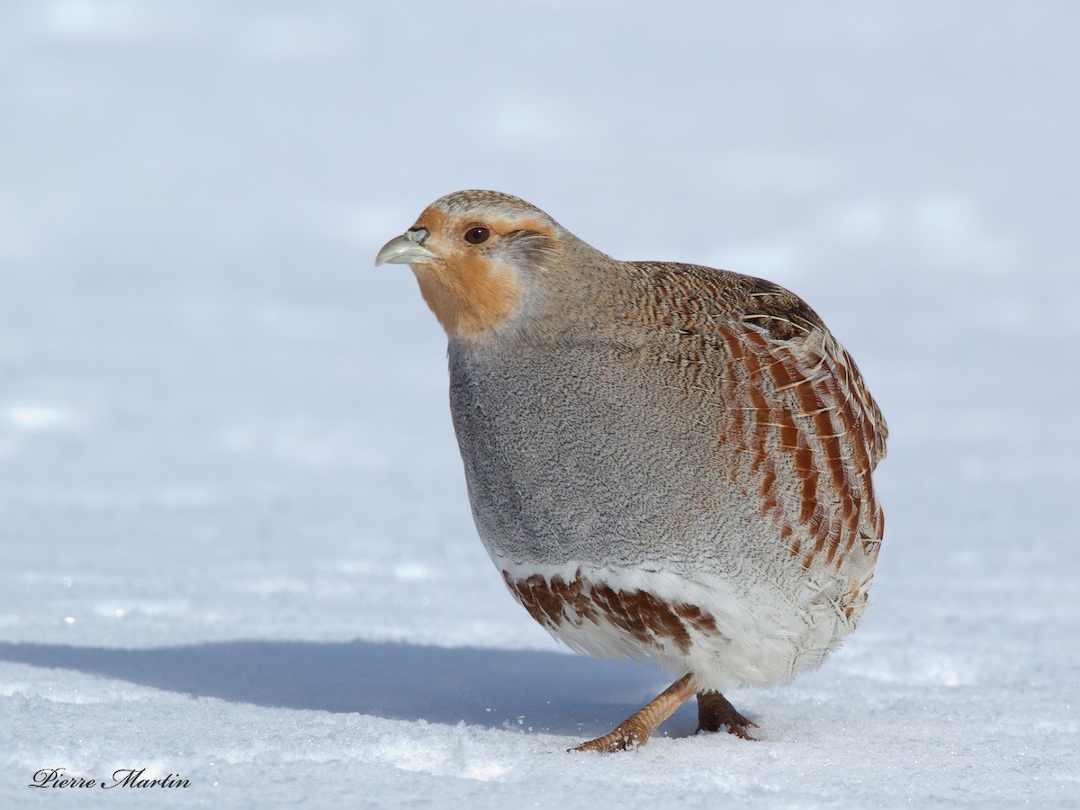 Gray Partridge - ML166939901