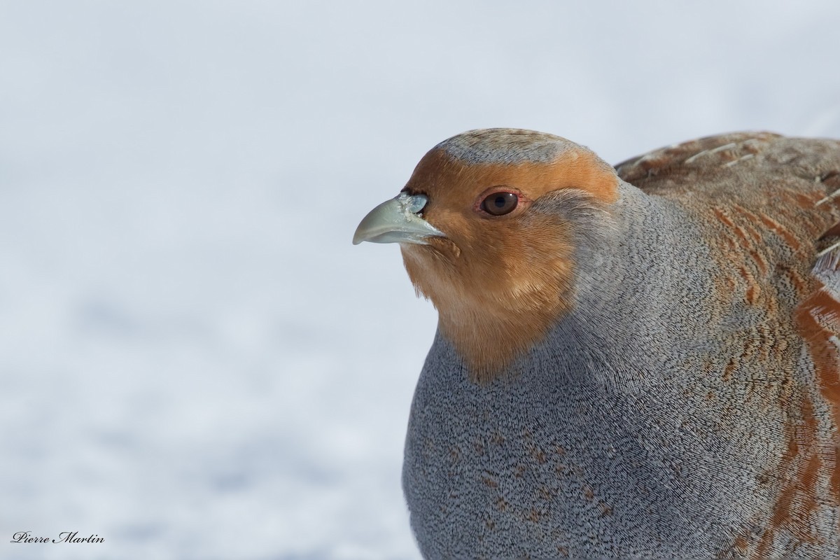 Gray Partridge - ML166939931