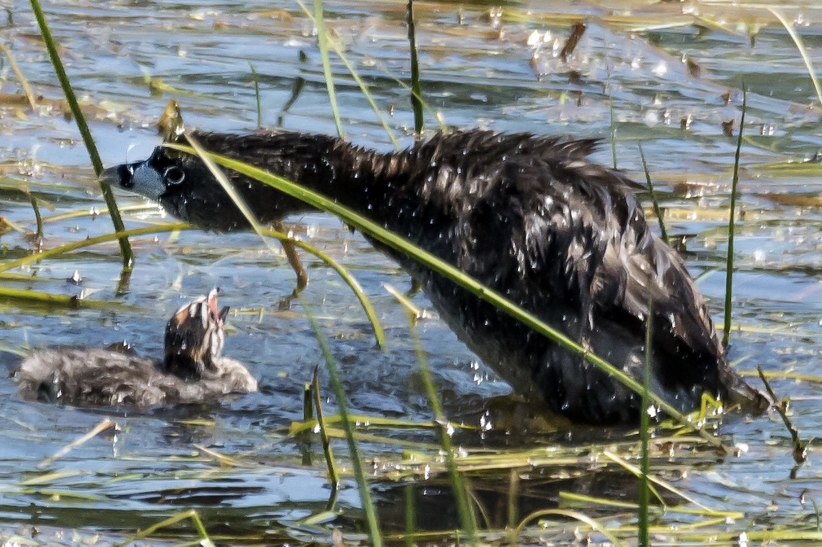 Pied-billed Grebe - ML166940321