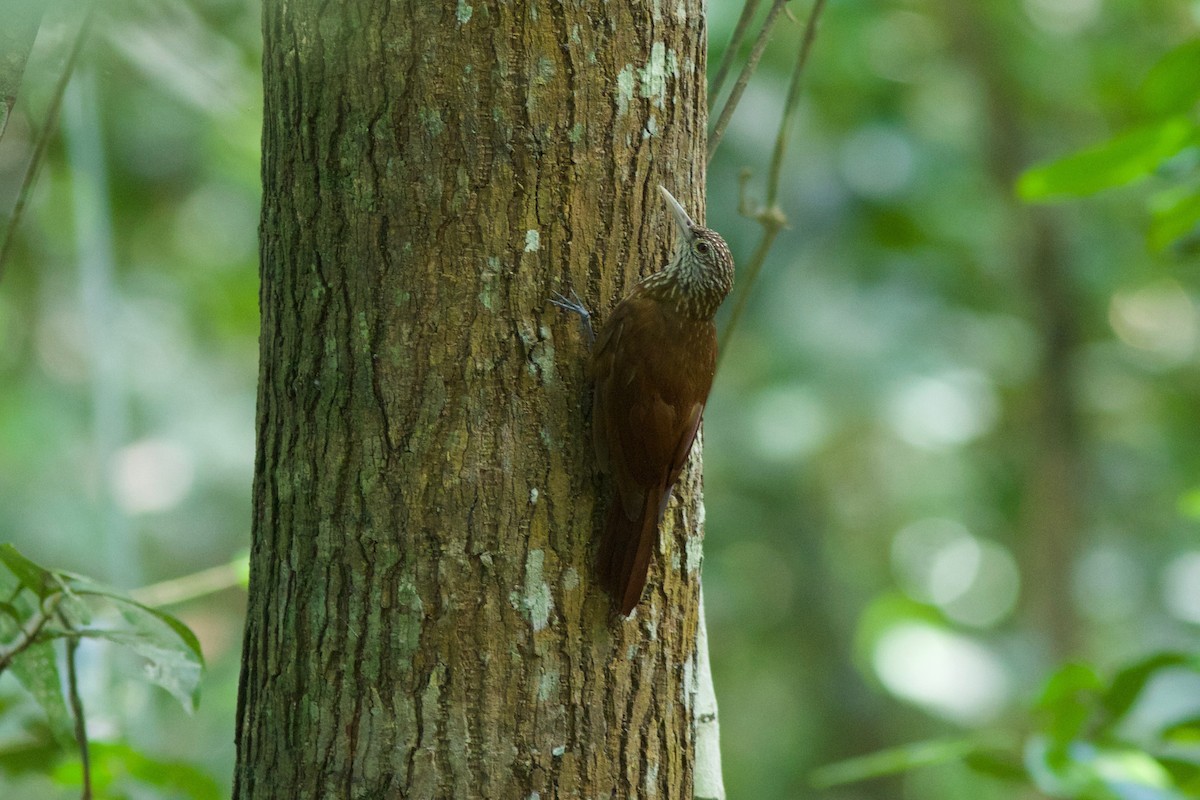 Zimmer's Woodcreeper - Gabriel Leite